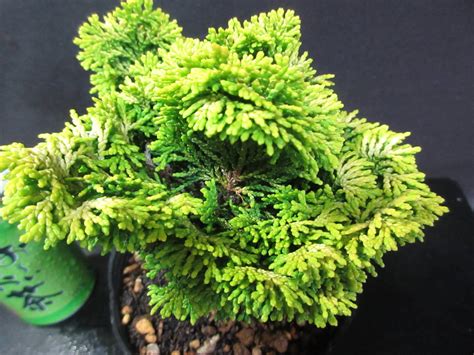 盆栽植物花|「盆栽向き」植物一覧（条件から探す）｜図鑑検索｜みんなの趣 